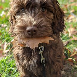 Australian Cobberdog All Grown Up from MountainAyres Australian Cobberdogs