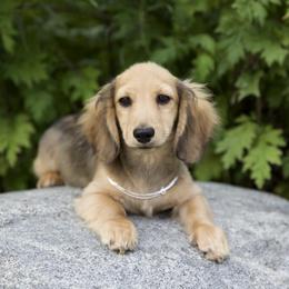 Boy 1 - Cream male Dachshund puppy in Crystal, Michigan from Mare-bella Dachshunds