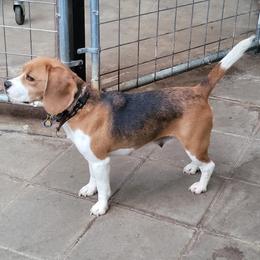 Beagle puppies from Tailwindfarm