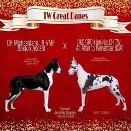 Great Danes from TW Great Danes