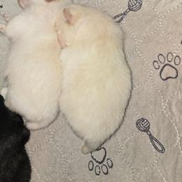Creampuff - Cream male Pomeranian puppy in Newport News, Virginia from Itty Bitty Poms