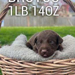 Brutus - Chocolate male Dilute Retriever puppy in Puyallup, Washington from 12 Door Farm Labradors