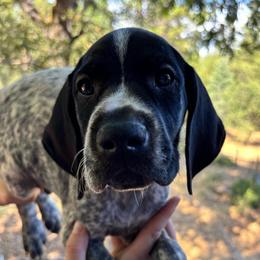 Pepper - yellow collar - Black roan male German Shorthaired Pointer puppy in Mokelumne Hill, California from Underhill GSP