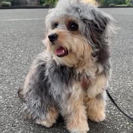 Aussiedoodle and Bernedoodle Puppies from Steindoodles