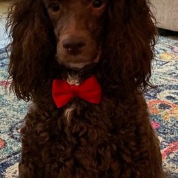 Goldendoodles from InclusiveK9