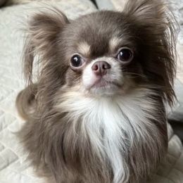 Finley - Chihuahua