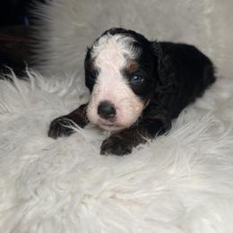 Goldendoodle Puppies from Luxe Doodle Haven