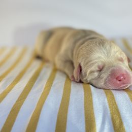 Labrador Retriever Puppies from RPAs Priceless Labradors