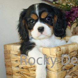Cavalier King Charles Spaniels, Cavapoos, and Poodles from Rocky Desert Goldens and Cavaliers