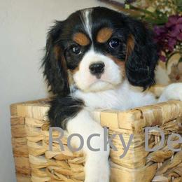 Cavalier King Charles Spaniels, Cavapoos, and Poodles from Rocky Desert Goldens and Cavaliers