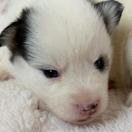 Santana - White female Pomsky puppy in Mc Minnville, Oregon from West Coast Pomskies