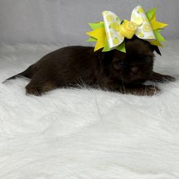Mocha - Chocolate female Shih Tzu puppy in Columbia, Kentucky from Lisa Bandy Luxe Shih Tzu