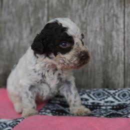 Roan girl - Brown roan female Lagotto Romagnolo puppy in Lake City, Michigan from Michigan Lagotto