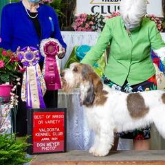 English Springer Spaniels and Grand Basset Griffon Vendeens from Crossroad Springers