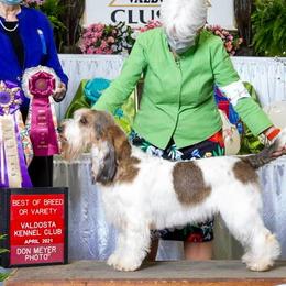 English Springer Spaniels and Grand Basset Griffon Vendeens from Crossroad Springers