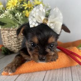 Teacup R-G - Black and tan female Yorkshire Terrier puppy in Dahalonega, Georgia from Country Dog Kennels.