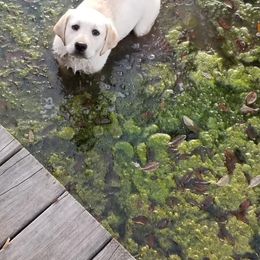Labrador Retriever Puppies from BOI Gulf Coast Labradors