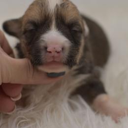 Gray Man - Sable and white male American Corgi puppy in Lithia, Florida from Diamondcrest Inc