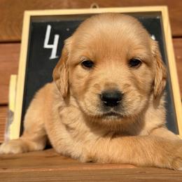Maple - Dark golden female Golden Retriever puppy in Doniphan, Missouri from Stockford’s Golden Retrievers