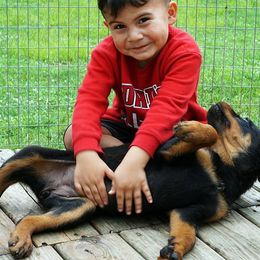 Rottweiler and Shetland Sheepdog Puppies from Mountain High Kennels