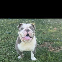 Iris - Bulldog