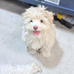 702 213 1680 GREEN EYES BOY - White male Maltese puppy in Nevada from LAS VEGAS PUPPY