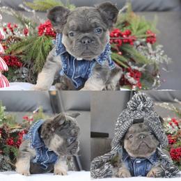 Rex - Blue fawn male French Bulldog puppy in Piedmont, Oklahoma from 5A Frenchies