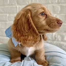 Dachshunds from Blue Bow Kennels