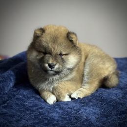 Kisses - Red female Shiba Inu puppy in Gladewater, Texas from Mirage Siberians