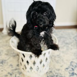 Oreo - Maltipoo