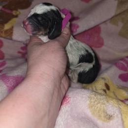 Dark pink Female - Black white and tan female Basset Hound puppy in Russellville, Kentucky from Morse's Basset Hounds