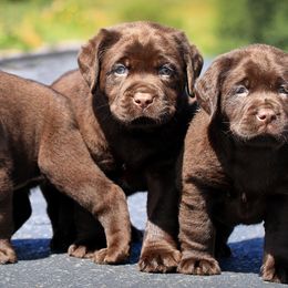 Labrador Retriever Puppies from Belquest Labradors