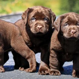 Labrador Retriever Puppies from Belquest Labradors