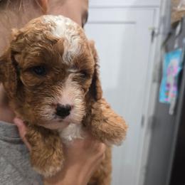 Boy 4 - Red male Cavapoo puppy in Knoxville, Tennessee from Shannan's Cavapoos
