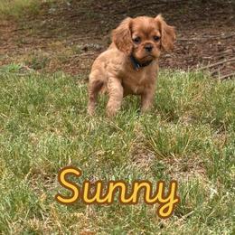 Cavalier King Charles Spaniel Puppies from Cavaliers of Chestatee