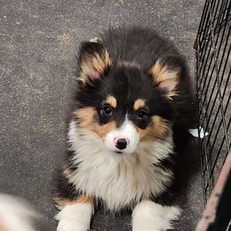 J.J. - American Corgi puppy from Nightstreak Corgis