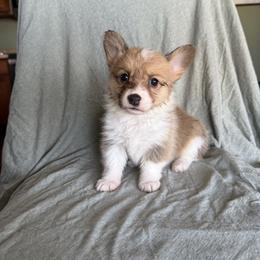 Stuffing - Sable female Pembroke Welsh Corgi puppy in Indianapolis, Indiana from Mk’s Corgis