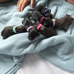 Barbet puppies from Ethelred Barbet