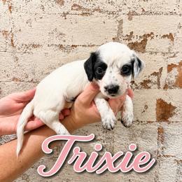 Trixie - Piebald female Dachshund puppy in Waco, Georgia from Huff Family Doxies & Doodles