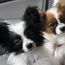 Papillon Puppies from A Breed Apart Papillons