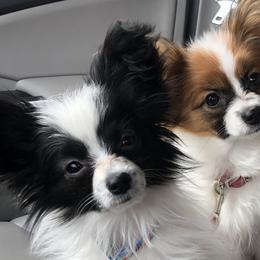 Papillon Puppies from A Breed Apart Papillons