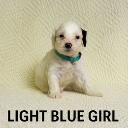 Girl 1 - female Portuguese Water Dog puppy in Vancouver, Washington from Portie Puppies