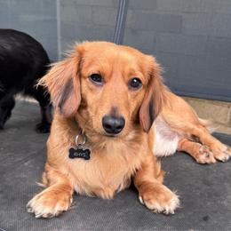 Rhys - Dachshund