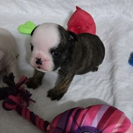 Bulldog Puppies from Chief Bulldogs