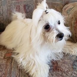 Sahara - Maltese