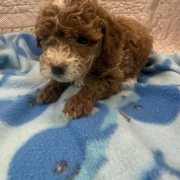 Teddy - Red  male Poodle puppy in Apex, North Carolina from Happy puppies