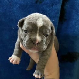 Mini - Blue female French Bulldog puppy in Cabool, Missouri from Shannon French Bulldogs