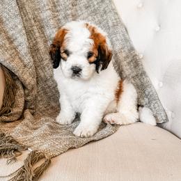Neville - Brown and white male Saint Berdoodle puppy in Beaver, Utah from Rocky Ridge Ranch