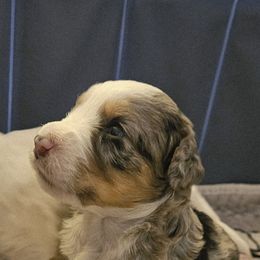 Reeses - Merle female Bernedoodle puppy in Lancaster, Pennsylvania from NLB Mini Bernedoodles