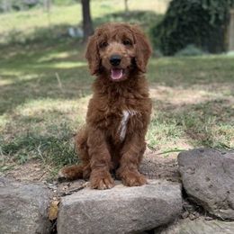 Tyson - Red  male Goldendoodle puppy in Fayetteville, Arkansas from Mountain Grove Doodles